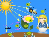 Photosynthesis_CO2_O2.jpg